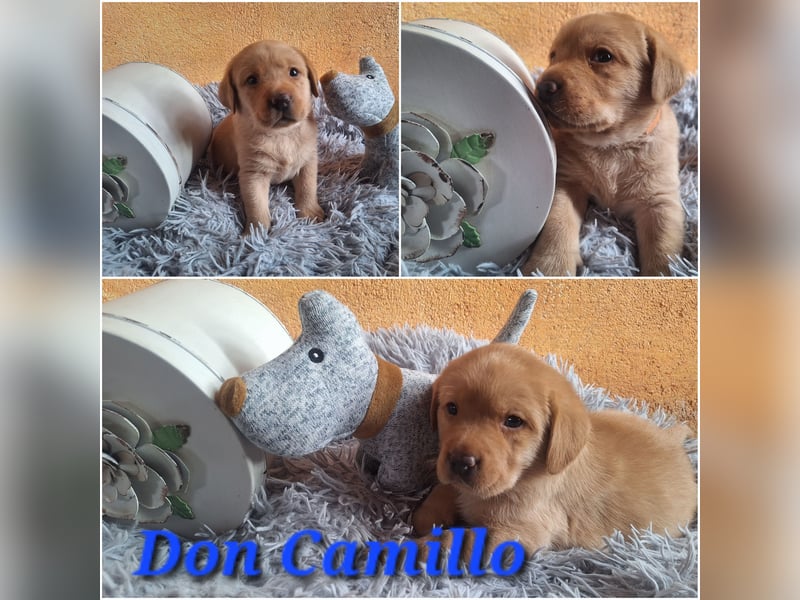 Labrador Welpen Gelb Foxred