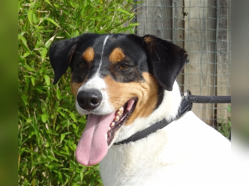 Fabio, Mix Labrador / Podengo, lieb und verträglich