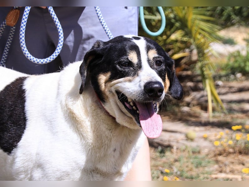 Nuno, Mix Labrador / Rafeiro Alentejano, lieb und sozial