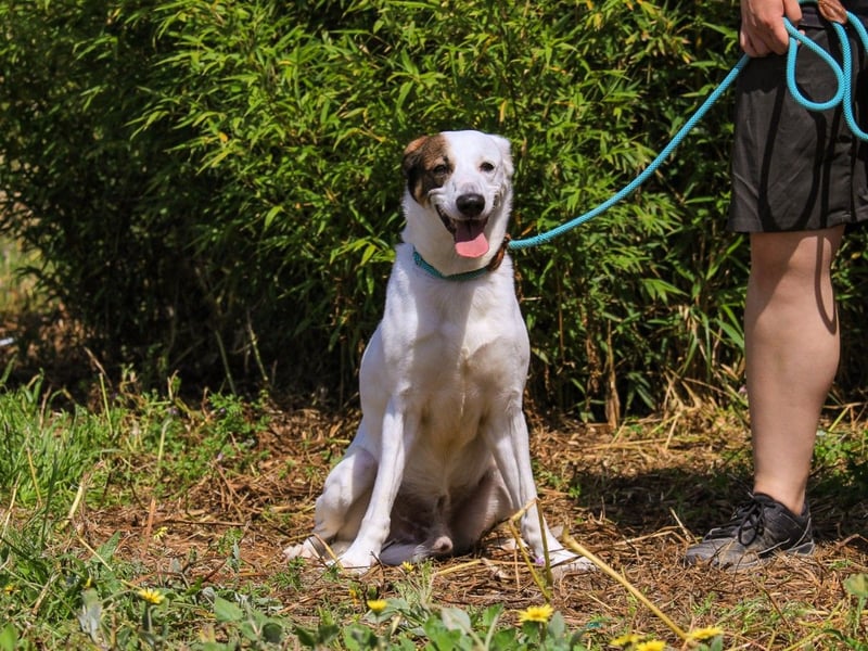 Chico, Mix Labrador / Beagle, lieb und sozial