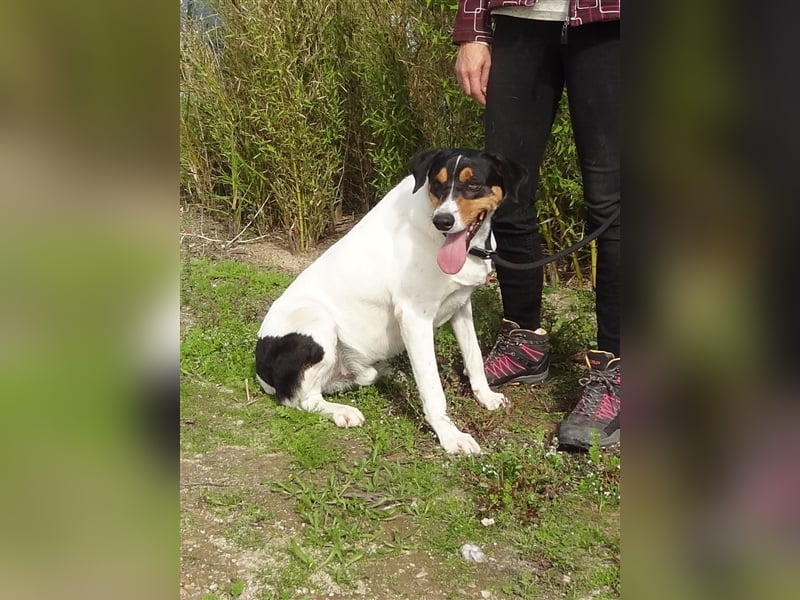 Fabio, Mix Labrador / Podengo, lieb und verträglich