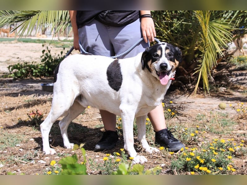 Nuno, Mix Labrador / Rafeiro Alentejano, lieb und sozial