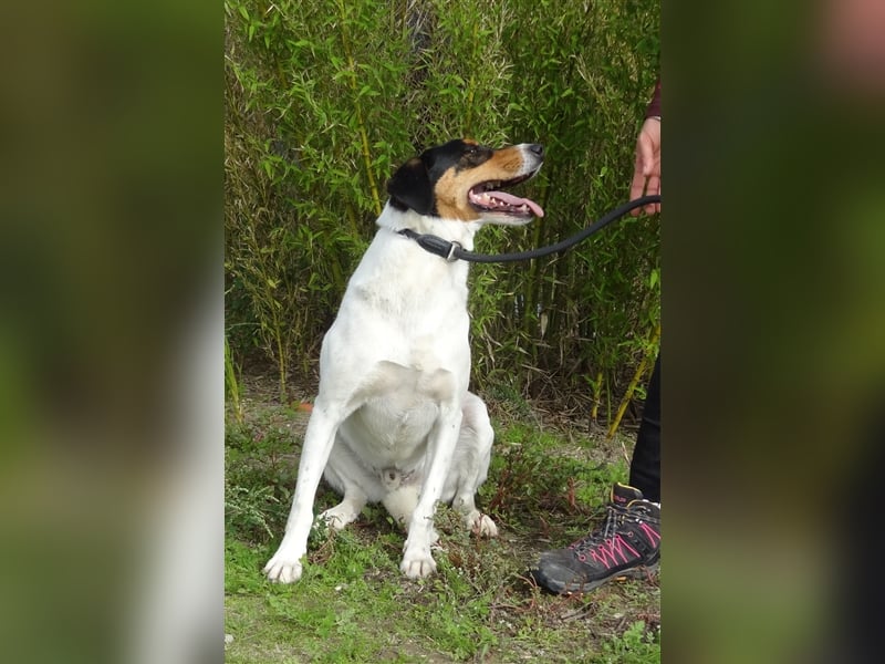 Fabio, Mix Labrador / Podengo, lieb und verträglich