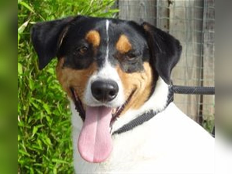Fabio, Mix Labrador / Podengo, lieb und verträglich