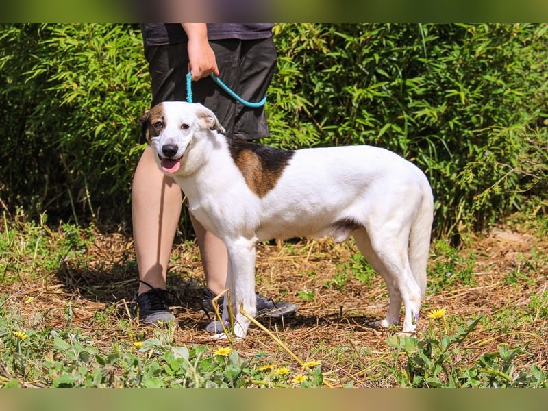Chico, Mix Labrador / Beagle, lieb und sozial
