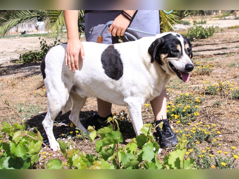 Nuno, Mix Labrador / Rafeiro Alentejano, lieb und sozial