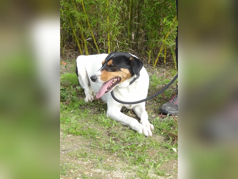 Fabio, Mix Labrador / Podengo, lieb und verträglich