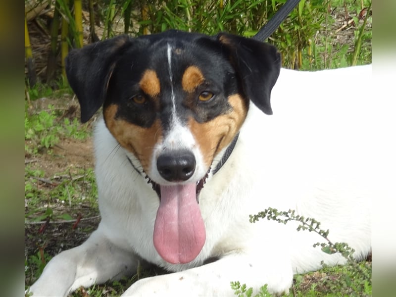 Fabio, Mix Labrador / Podengo, lieb und verträglich