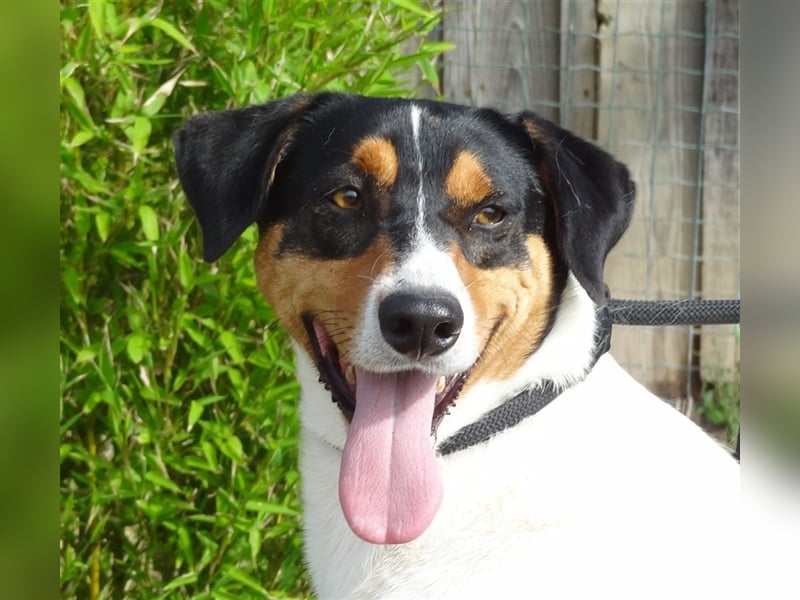 Fabio, Mix Labrador / Podengo, lieb und verträglich