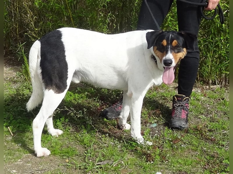 Fabio, Mix Labrador / Podengo, lieb und verträglich