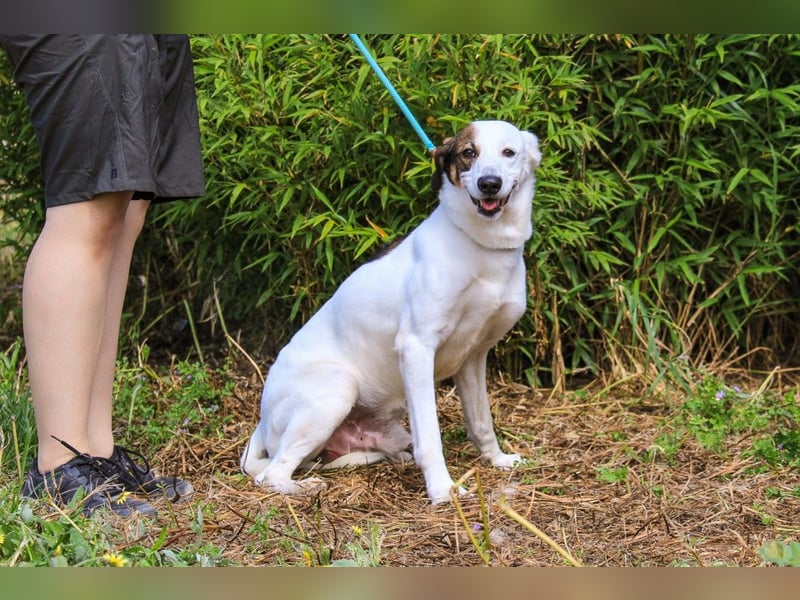 Chico, Mix Labrador / Beagle, lieb und sozial
