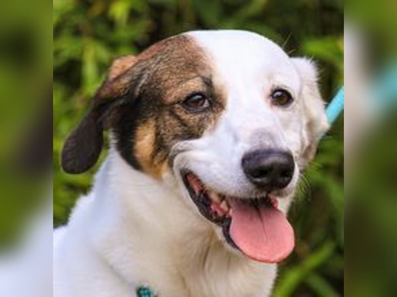 Chico, Mix Labrador / Beagle, lieb und sozial