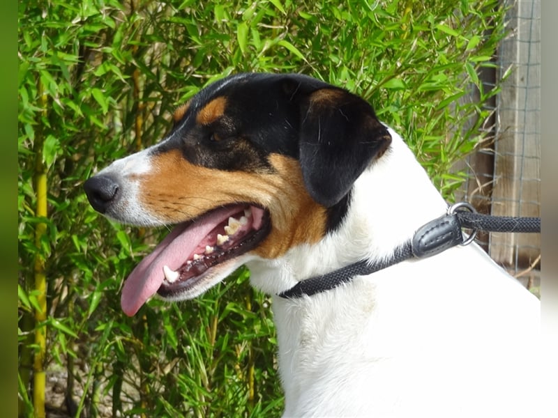 Fabio, Mix Labrador / Podengo, lieb und verträglich
