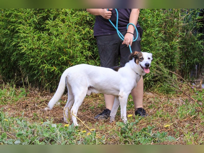 Chico, Mix Labrador / Beagle, lieb und sozial