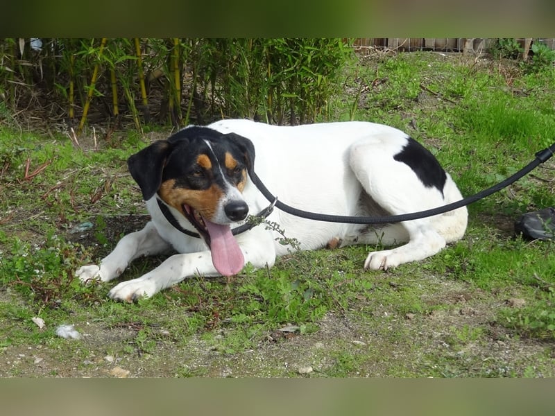 Fabio, Mix Labrador / Podengo, lieb und verträglich