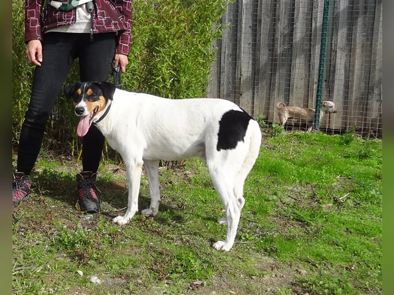 Fabio, Mix Labrador / Podengo, lieb und verträglich
