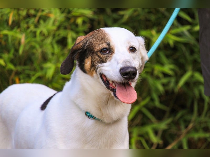 Chico, Mix Labrador / Beagle, lieb und sozial