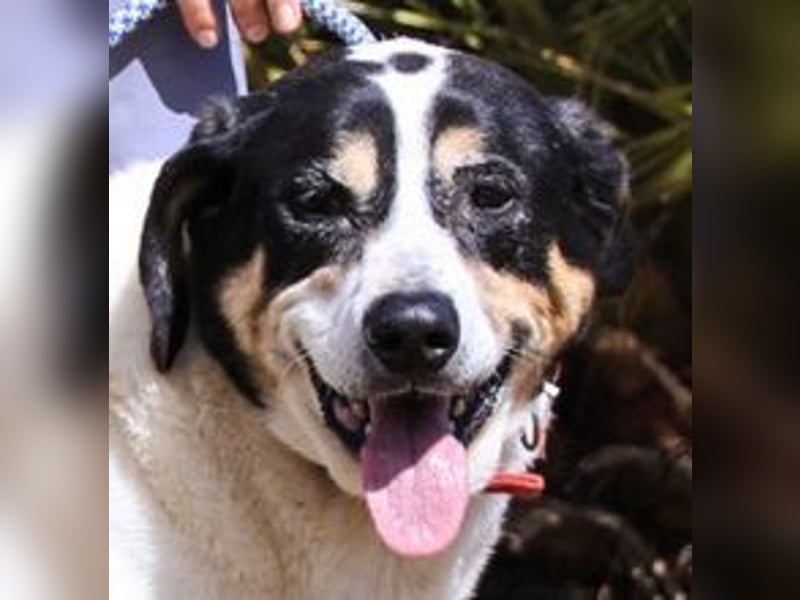 Nuno, Mix Labrador / Rafeiro Alentejano, lieb und sozial