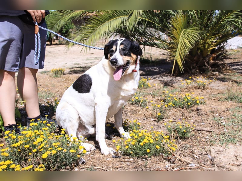 Nuno, Mix Labrador / Rafeiro Alentejano, lieb und sozial