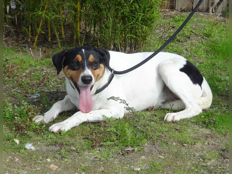 Fabio, Mix Labrador / Podengo, lieb und verträglich