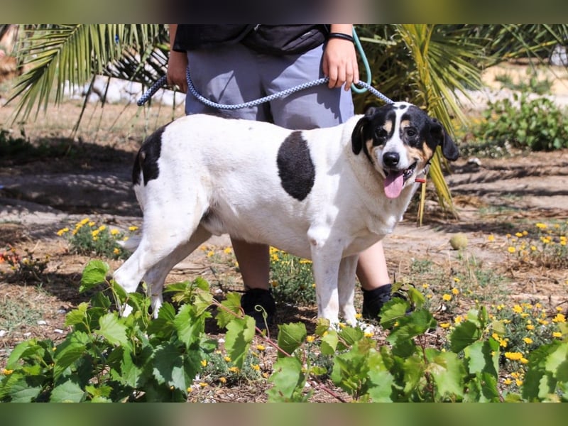 Nuno, Mix Labrador / Rafeiro Alentejano, lieb und sozial