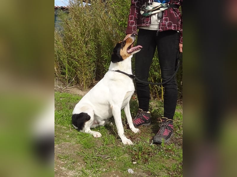Fabio, Mix Labrador / Podengo, lieb und verträglich