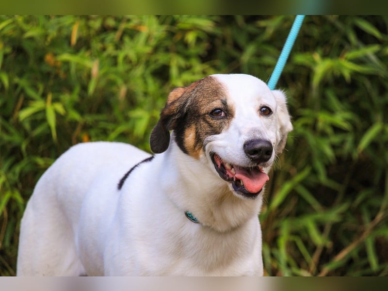 Chico, Mix Labrador / Beagle, lieb und sozial