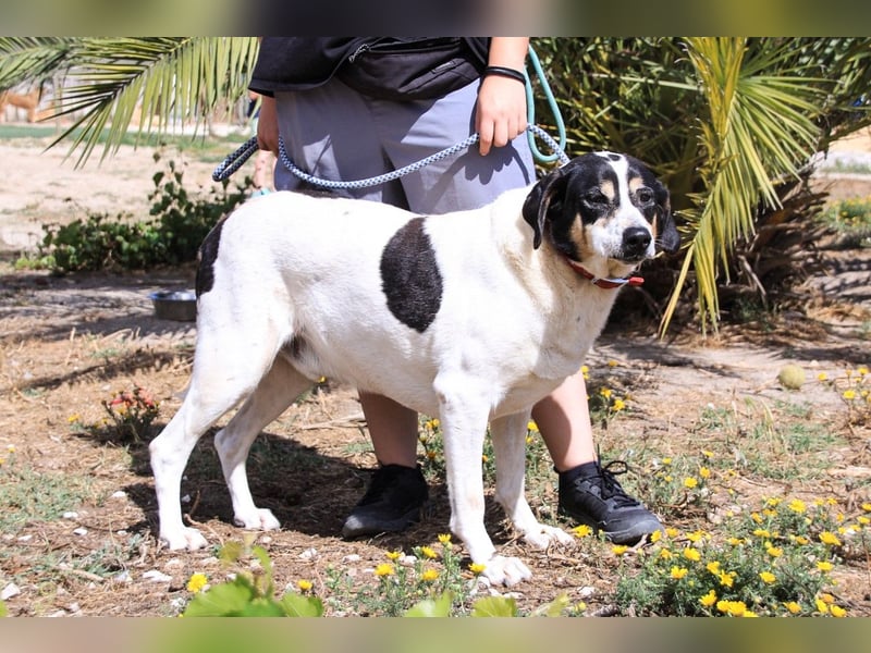 Nuno, Mix Labrador / Rafeiro Alentejano, lieb und sozial