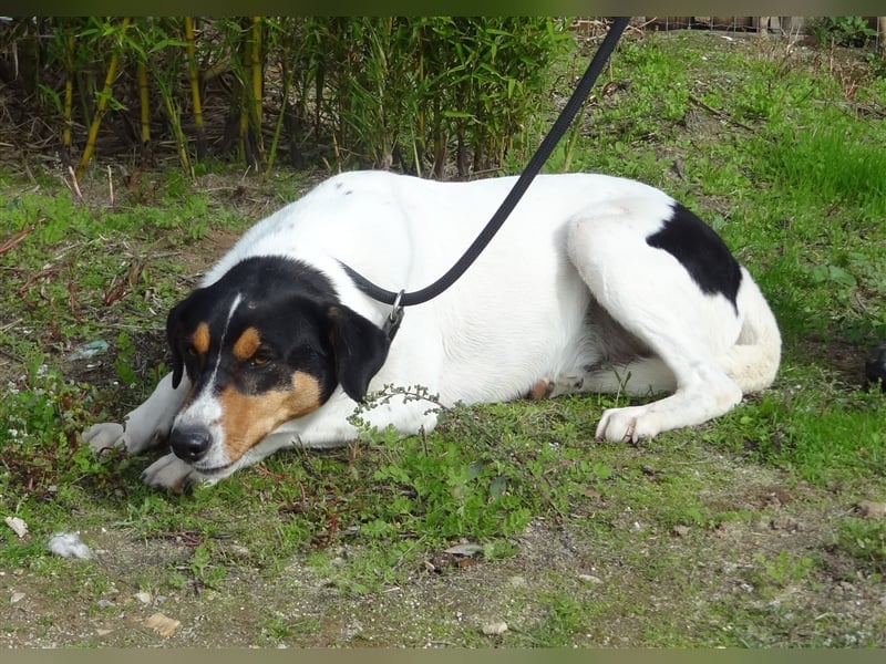 Fabio, Mix Labrador / Podengo, lieb und verträglich