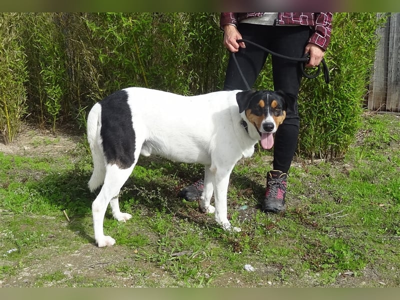 Fabio, Mix Labrador / Podengo, lieb und verträglich