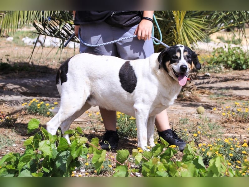 Nuno, Mix Labrador / Rafeiro Alentejano, lieb und sozial