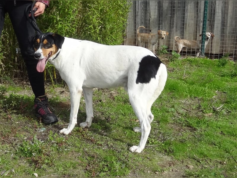 Fabio, Mix Labrador / Podengo, lieb und verträglich