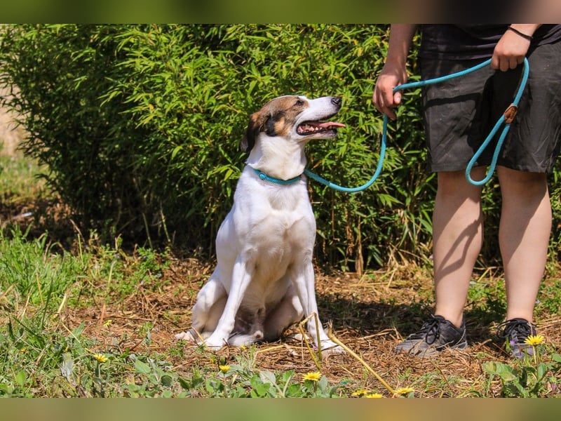 Chico, Mix Labrador / Beagle, lieb und sozial