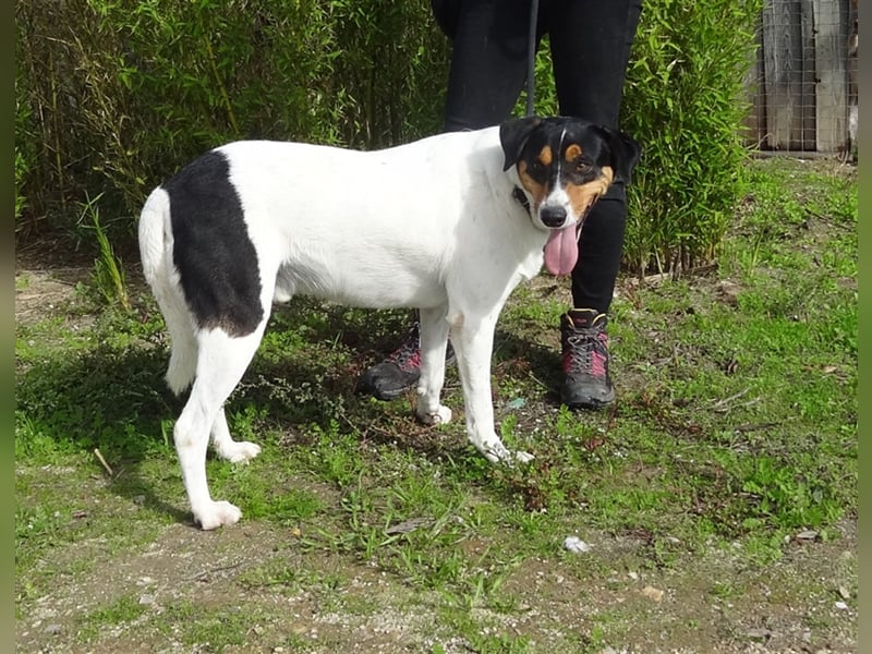 Fabio, Mix Labrador / Podengo, lieb und verträglich