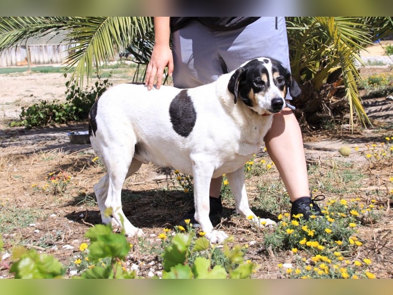 Nuno, Mix Labrador / Rafeiro Alentejano, lieb und sozial