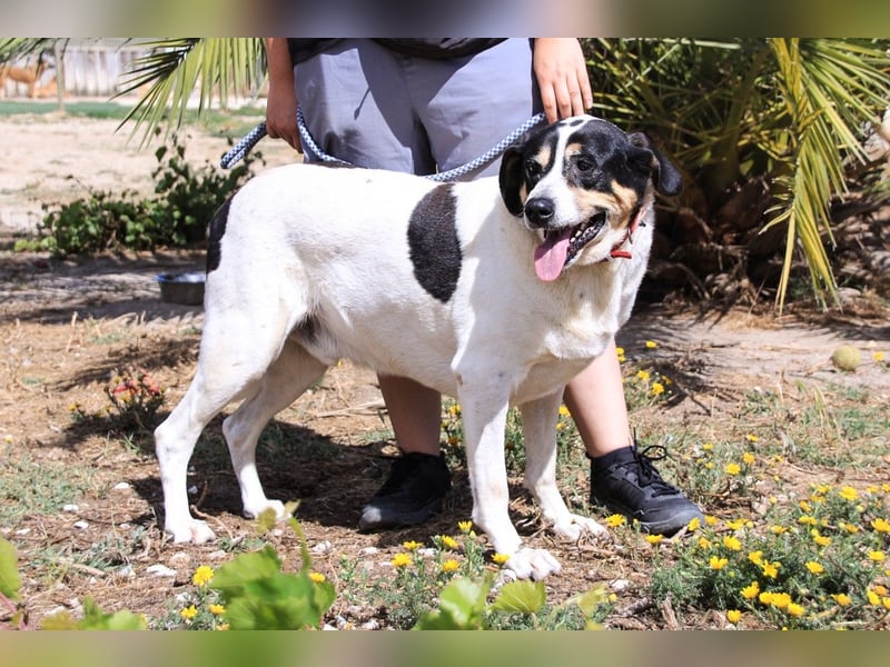 Nuno, Mix Labrador / Rafeiro Alentejano, lieb und sozial