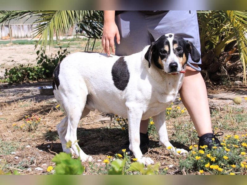Nuno, Mix Labrador / Rafeiro Alentejano, lieb und sozial