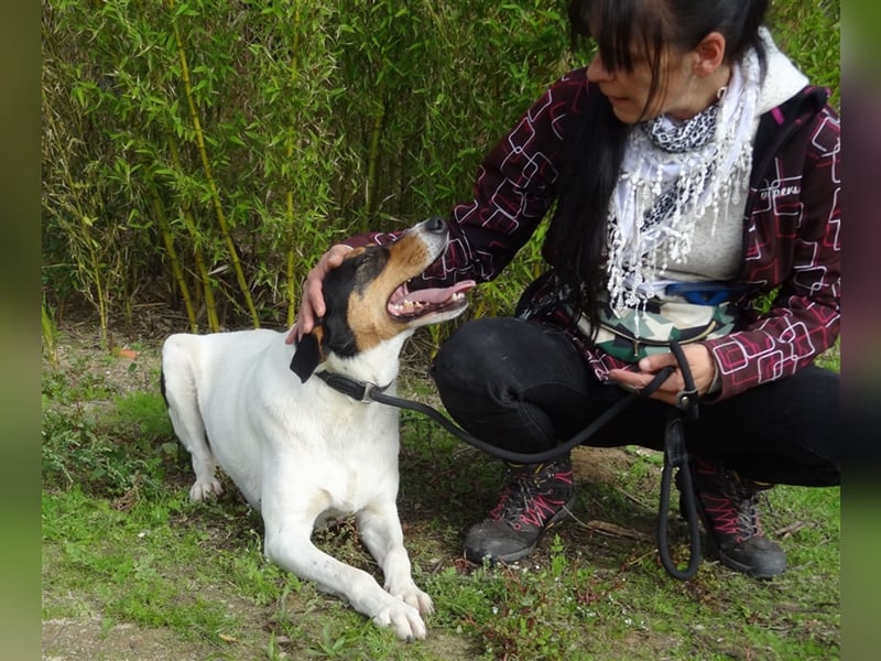 Fabio, Mix Labrador / Podengo, lieb und verträglich