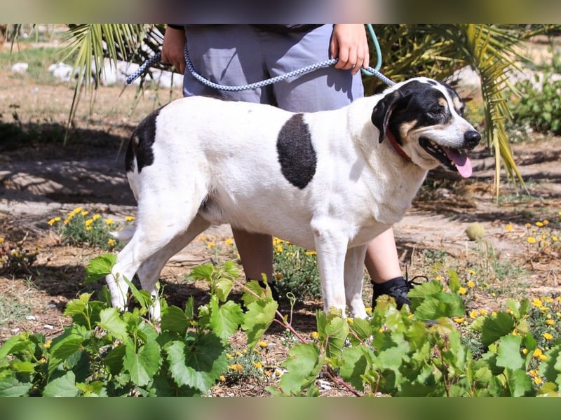 Nuno, Mix Labrador / Rafeiro Alentejano, lieb und sozial