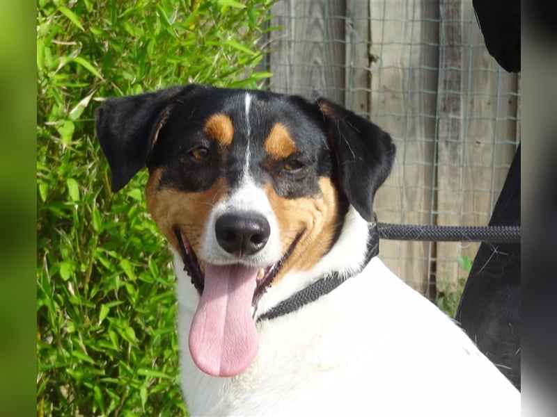 Fabio, Mix Labrador / Podengo, lieb und verträglich
