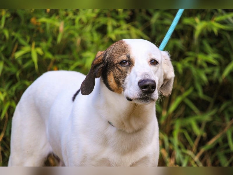 Chico, Mix Labrador / Beagle, lieb und sozial