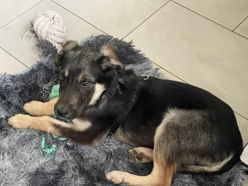 Timmy und Isabel suchen ein Zuhause