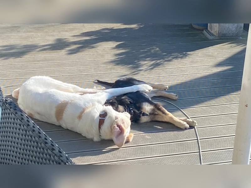 Timmy und Isabel suchen ein Zuhause
