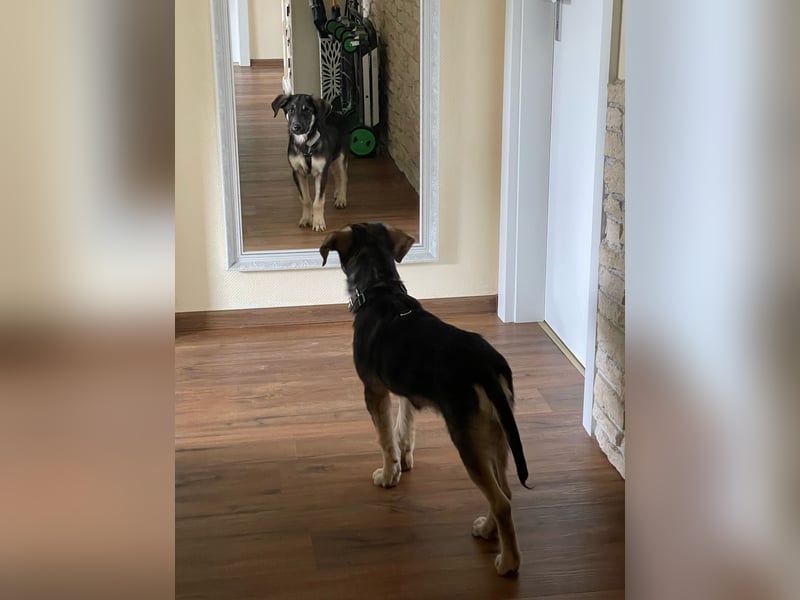 Timmy und Isabel suchen ein Zuhause