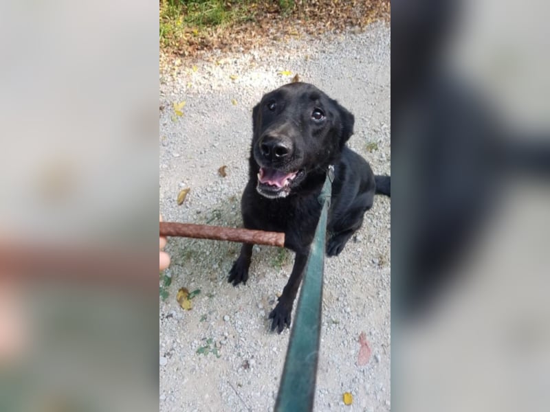 Traumhund Negro
