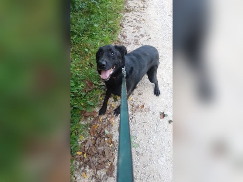 Traumhund Negro
