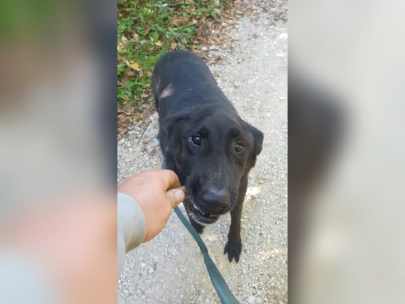 Traumhund Negro