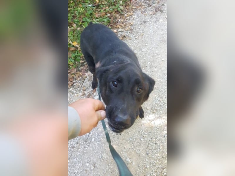 Traumhund Negro
