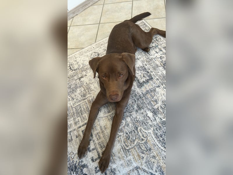 Liebenswerter Labrador-Rüde sucht neues Zuhause