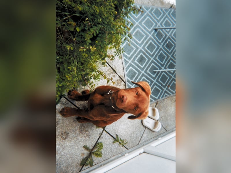 Liebenswerter Labrador-Rüde sucht neues Zuhause